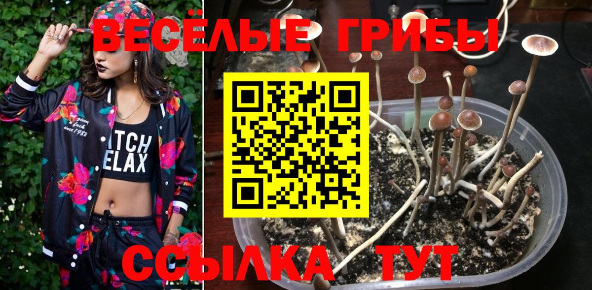 Галлюциногенные грибы Psilocybe  Вход с VPN  Надым 